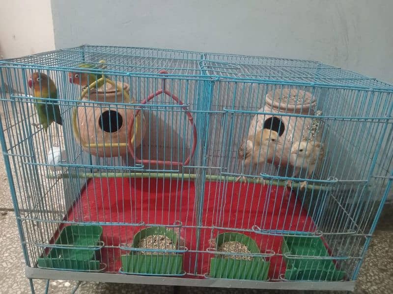 FISHER BREEDER PAIR AND CHICKS PAIR WITH CAGE 3