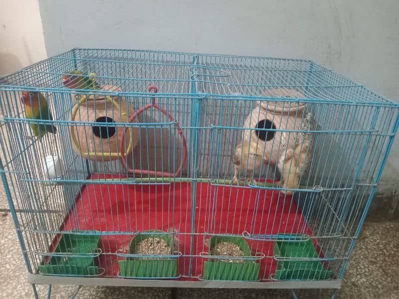 FISHER BREEDER PAIR AND CHICKS PAIR WITH CAGE 4