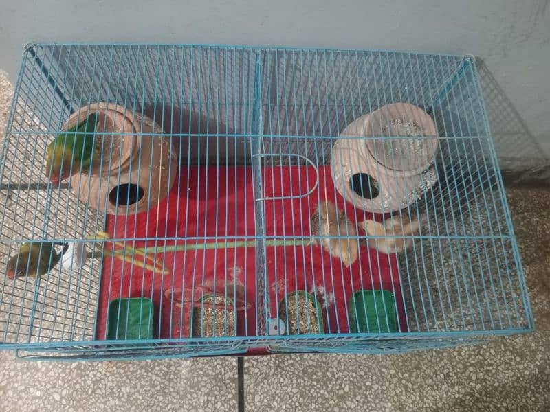 FISHER BREEDER PAIR AND CHICKS PAIR WITH CAGE 5