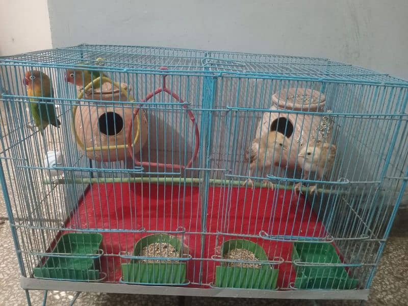 FISHER BREEDER PAIR AND CHICKS PAIR WITH CAGE 6