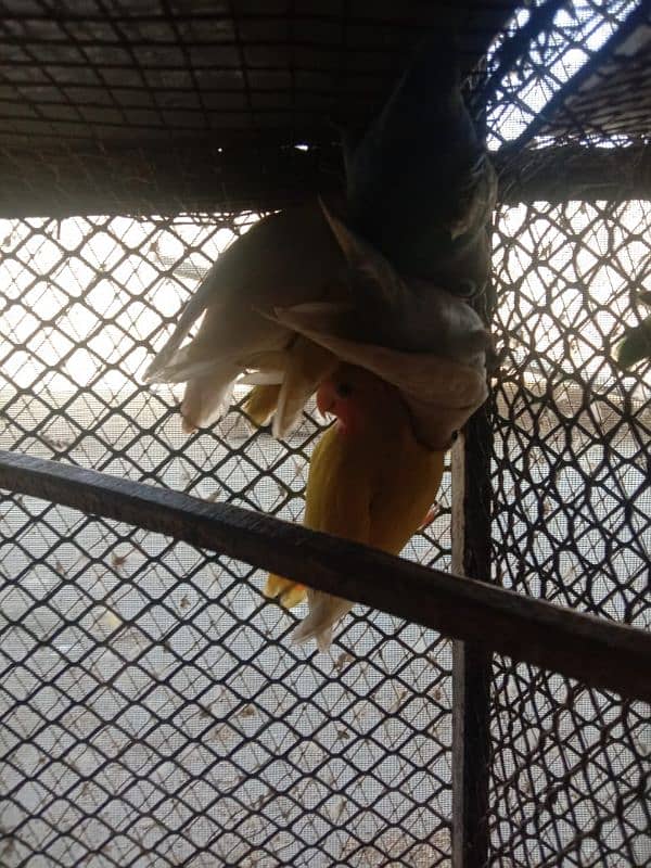 love birds 6