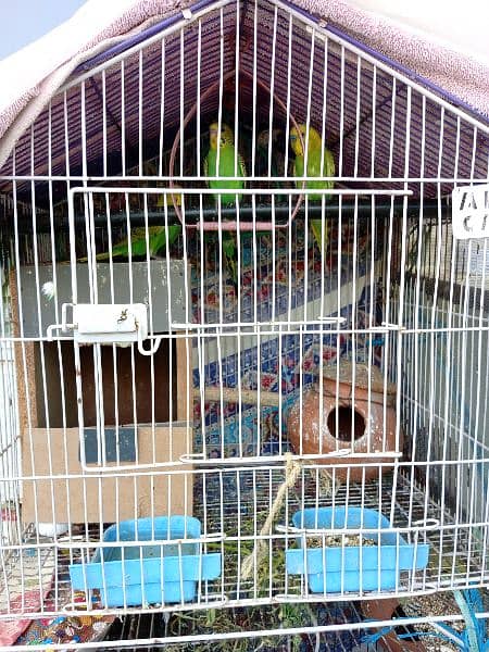 7  parrots and cage 2
