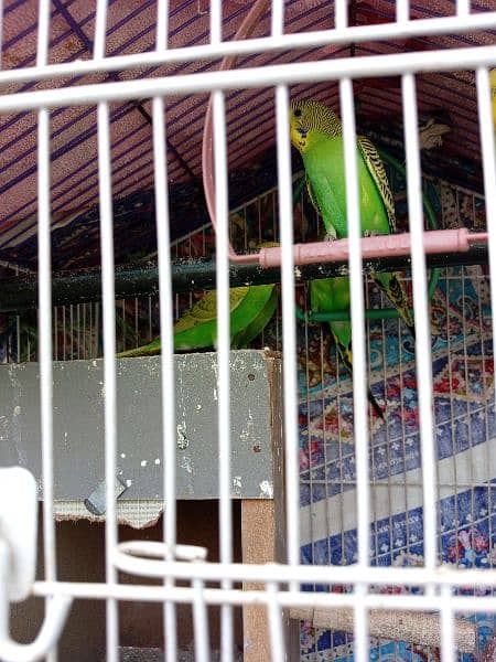 7  parrots and cage 4