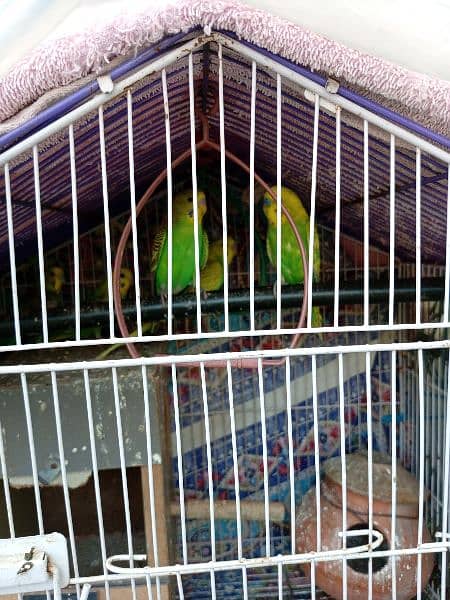 7  parrots and cage 5
