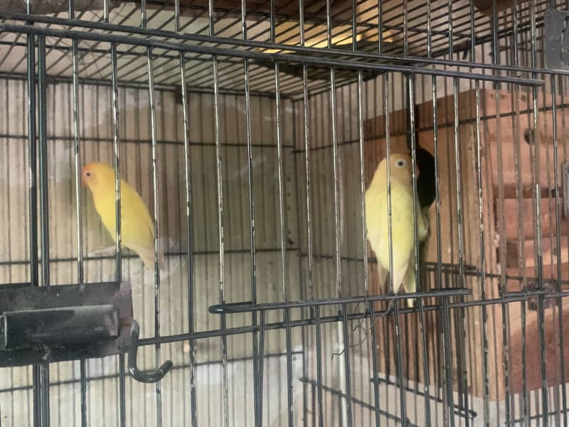 love birds Crinmino Decino parblue albino pairs 0