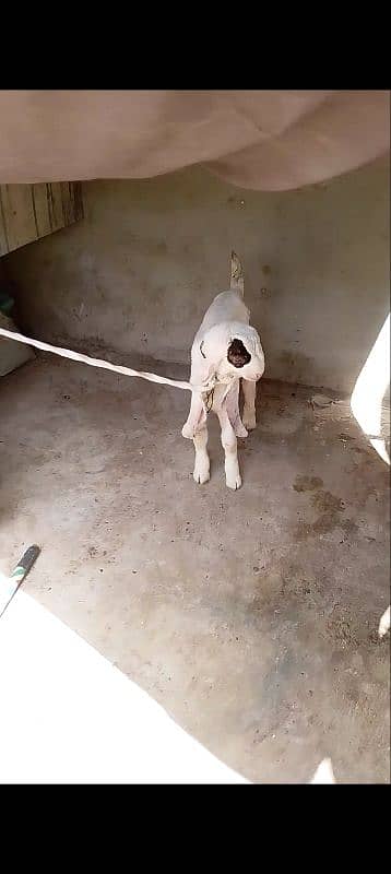 gulabi bakri male kid 2
