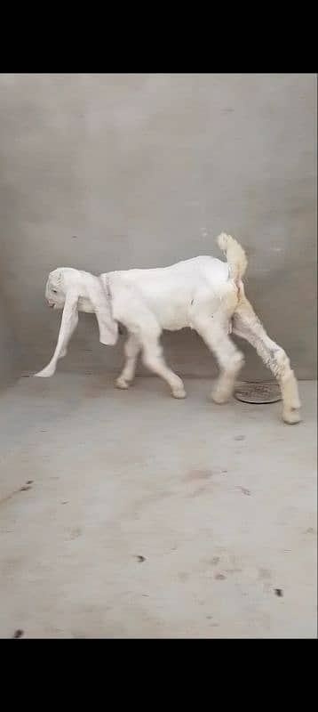 gulabi bakri male kid 3