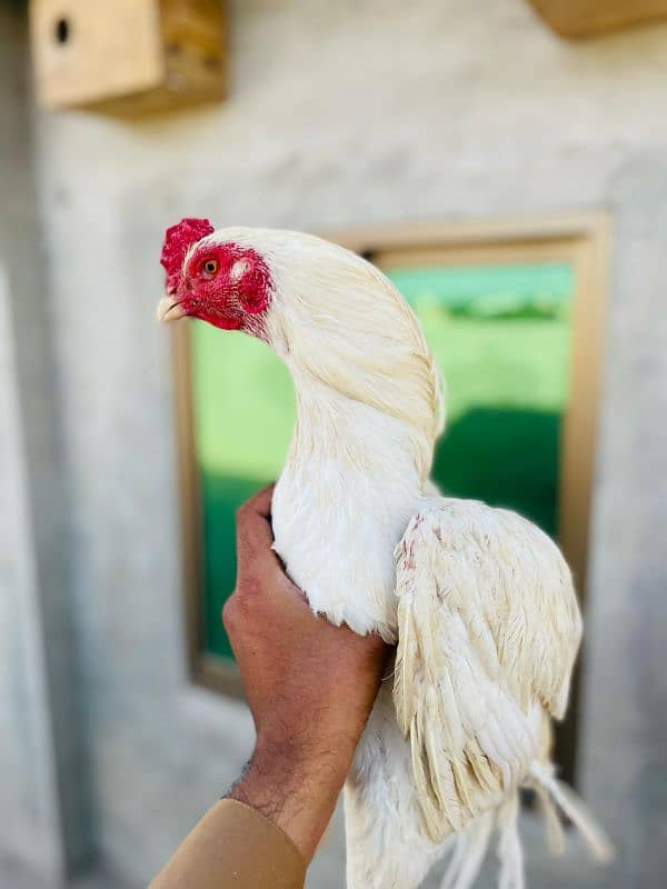 White Aseel Heera Pair For Sale 0