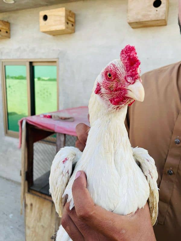 White Aseel Heera Pair For Sale 3