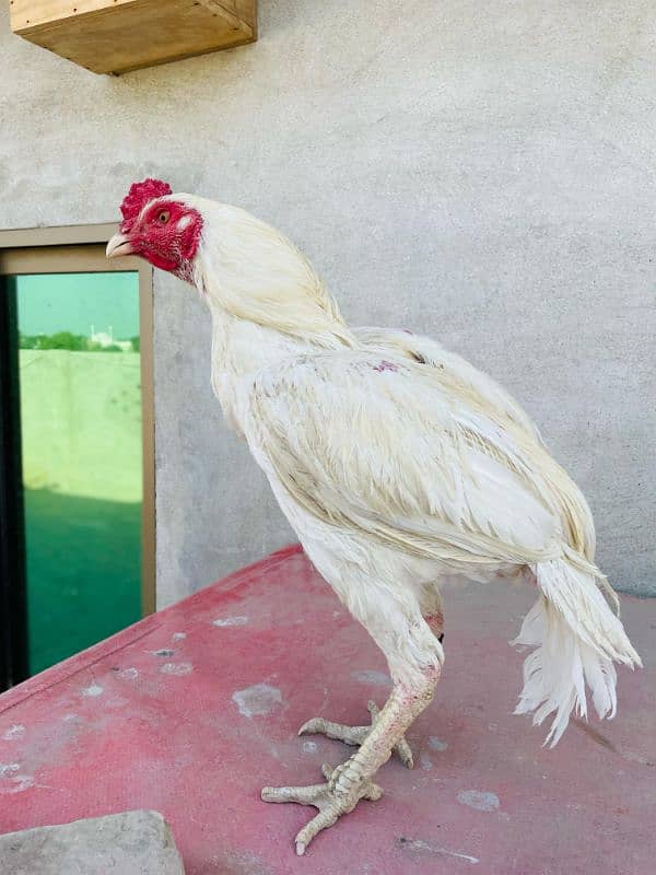 White Aseel Heera Pair For Sale 4