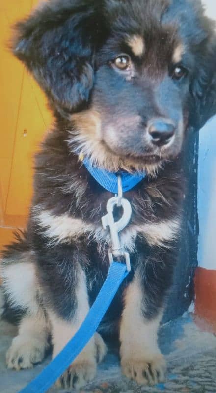 German shepherd mix gaddi 0