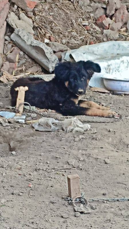 German shepherd mix gaddi 1