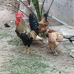hens. chicken desi murgha or mughi