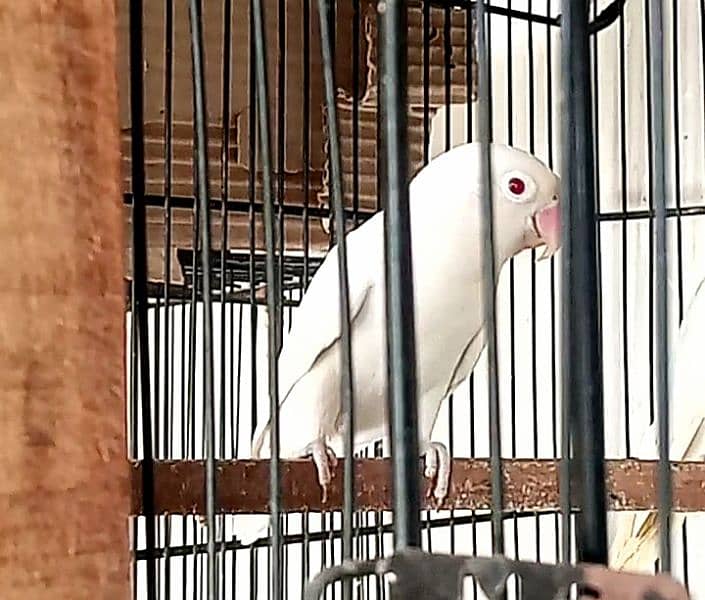 Albino Red eyes 0