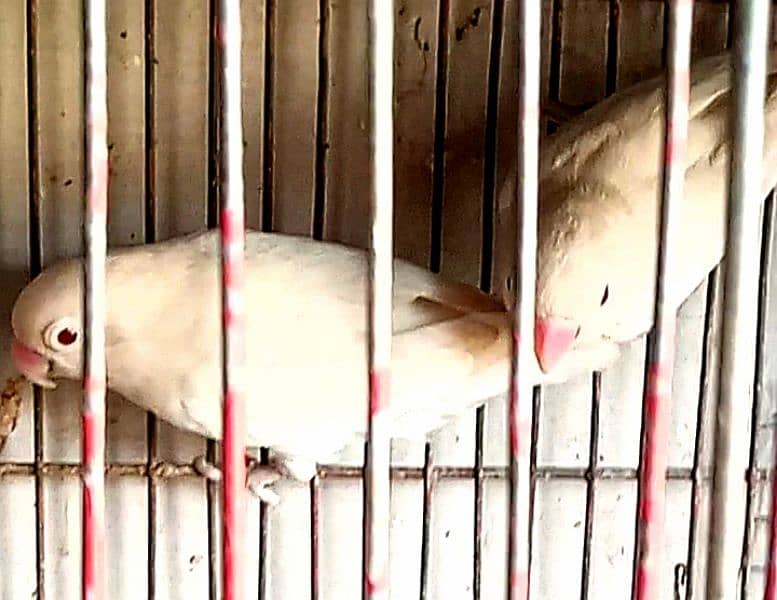 Albino Red eyes 1