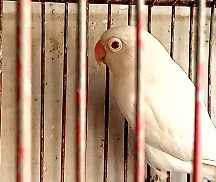 Albino Red eyes 2