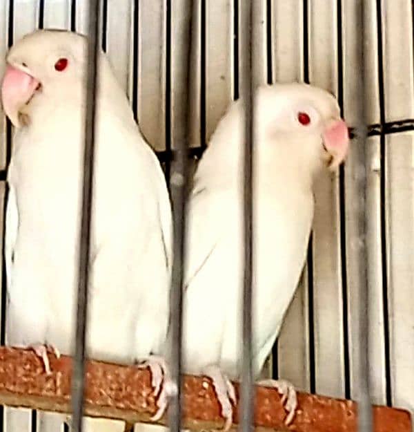 Albino Red eyes 3