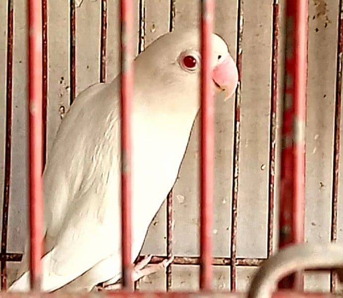 Albino Red eyes 4