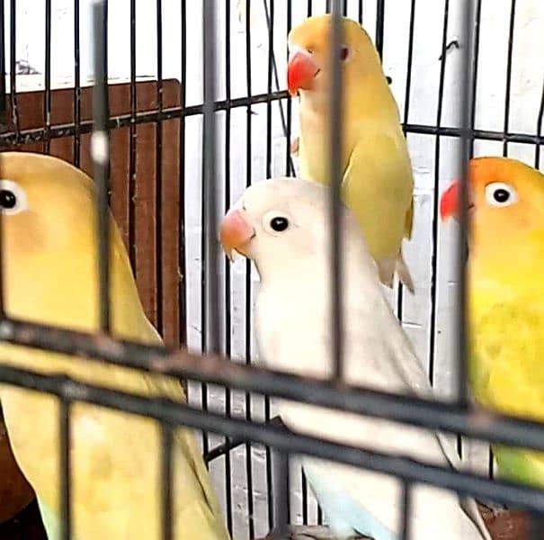 Albino Red eyes 5