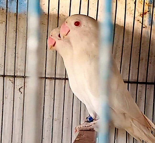 Albino Red eyes 6