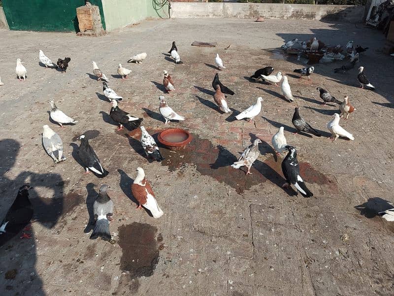 Sherazi or lako ke eala sab Sale krne (Exchange Possible hai) 0