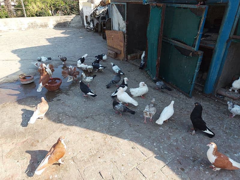 Sherazi or lako ke eala sab Sale krne (Exchange Possible hai) 1