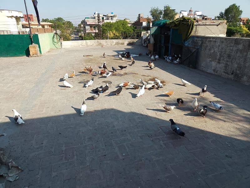 Sherazi or lako ke eala sab Sale krne (Exchange Possible hai) 2