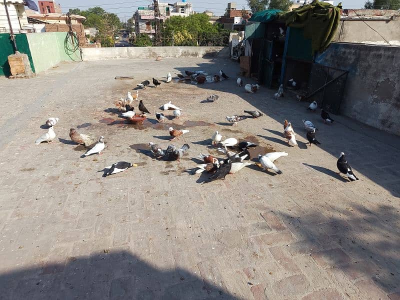 Sherazi or lako ke eala sab Sale krne (Exchange Possible hai) 4