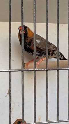 out Classic Black and Orange Breeding Pair