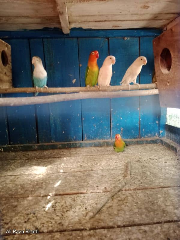 Lover Birds 0
