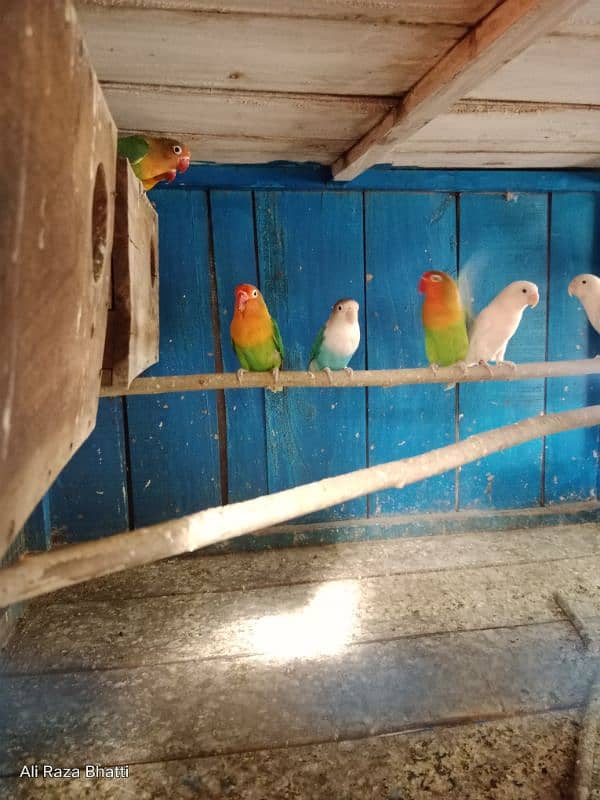 Lover Birds 1