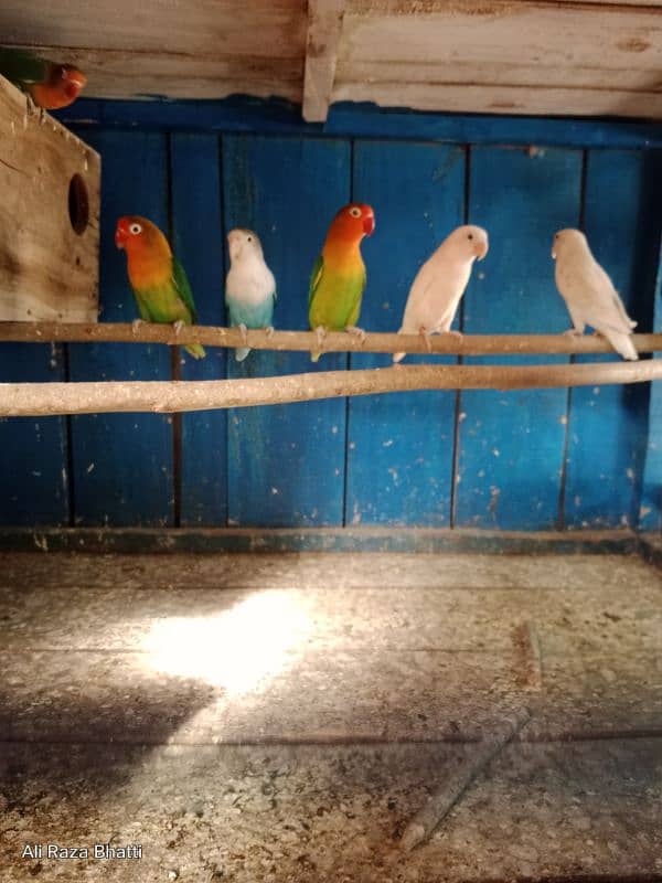 Lover Birds 2