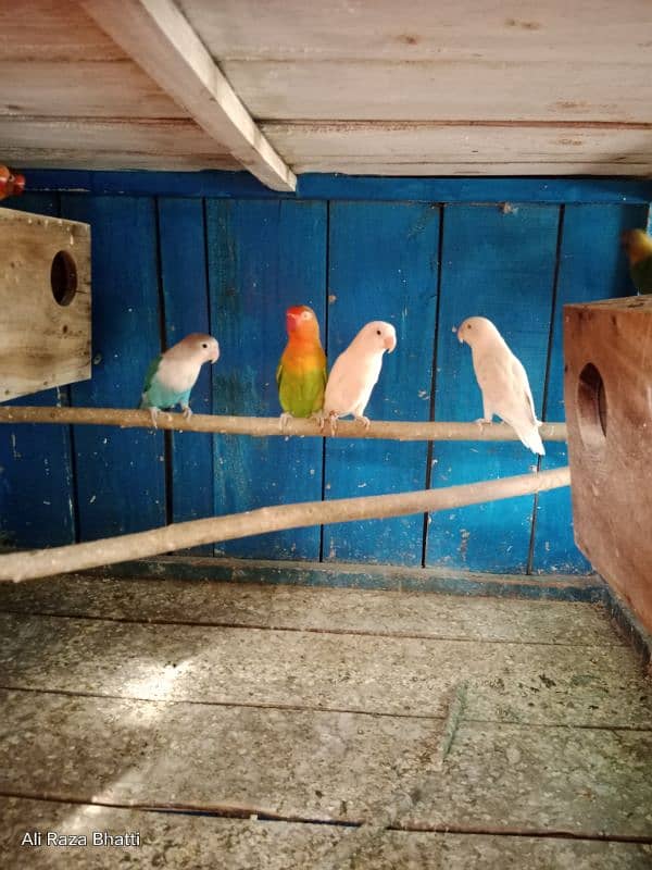 Lover Birds 3