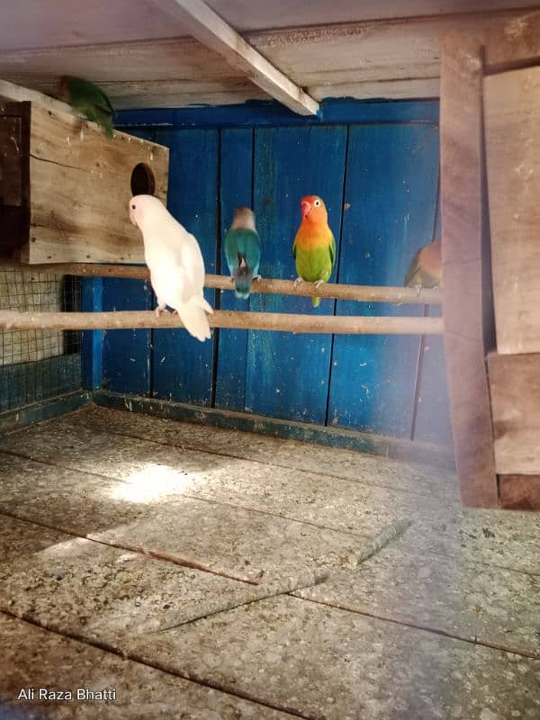 Lover Birds 4