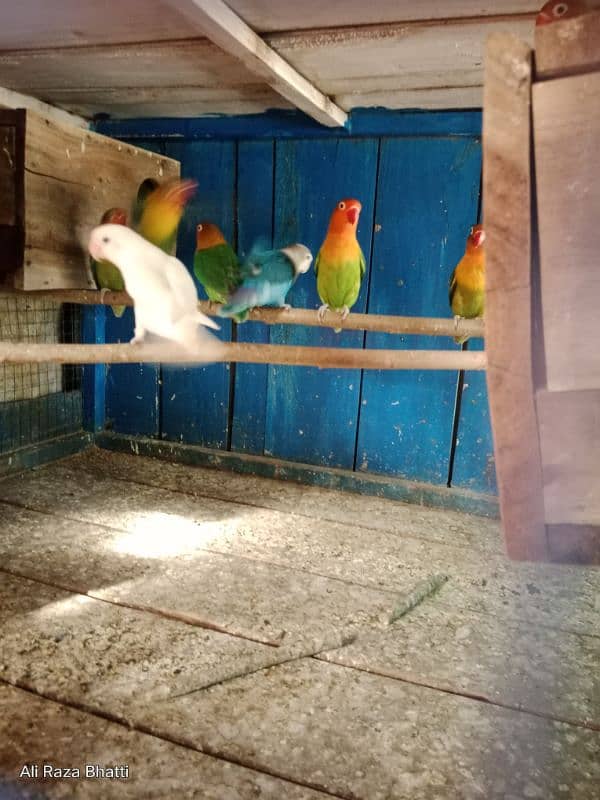 Lover Birds 5