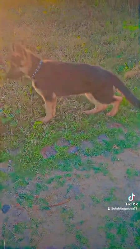 german shepherd puppy 0