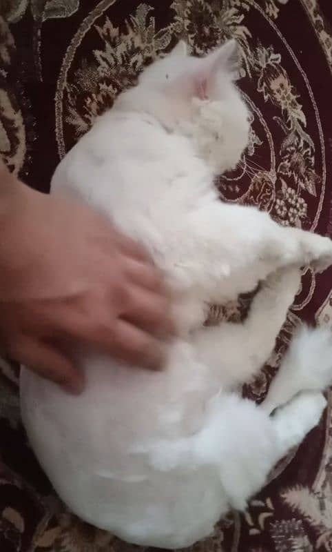triple core Persian cat 0