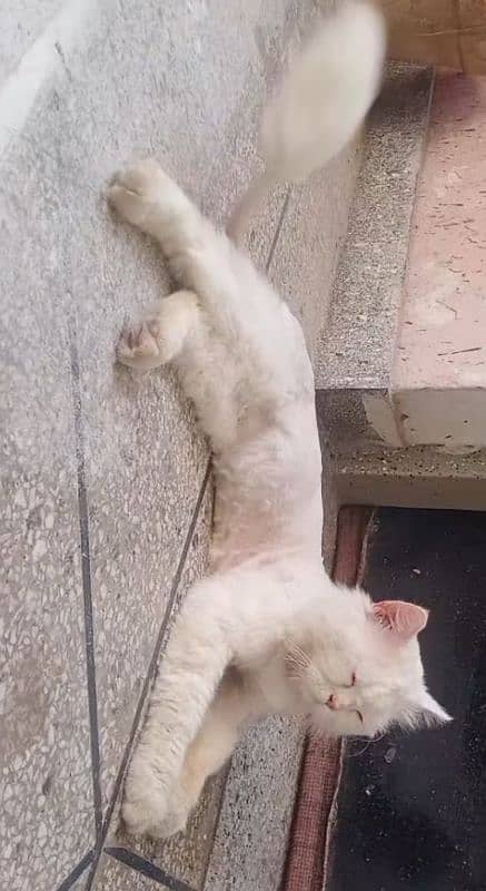 triple core Persian cat 1