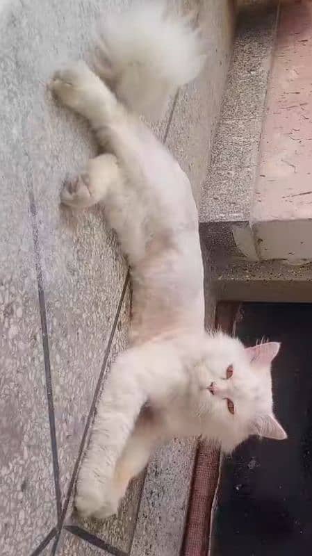 triple core Persian cat 2