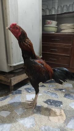 pakoya