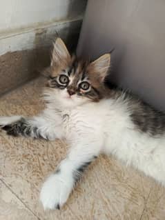 5 kitten