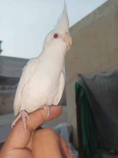 hand tame cocktail Red eyes