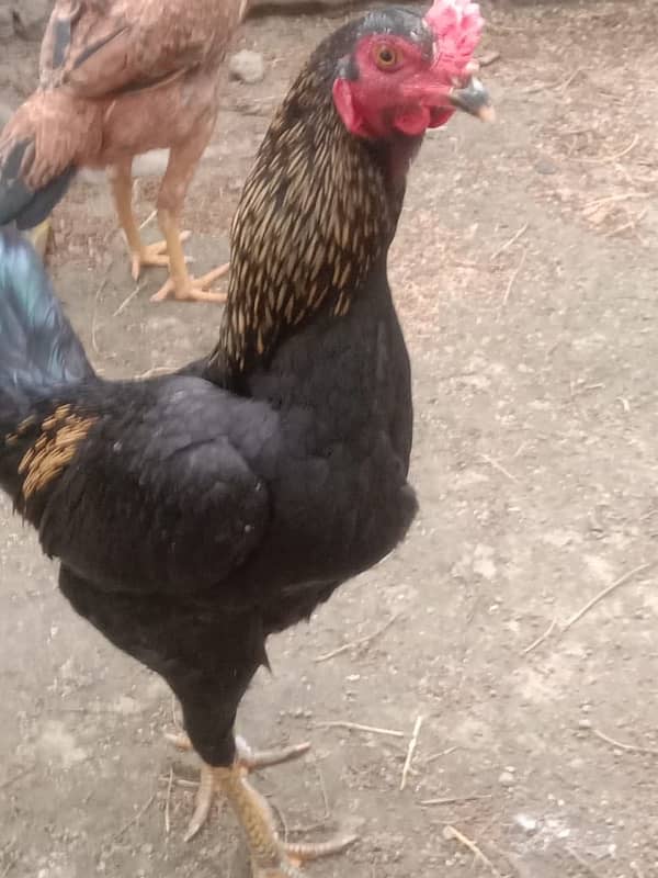 Aseel Murga Male | Urgent Sale | Aseel Reza 0