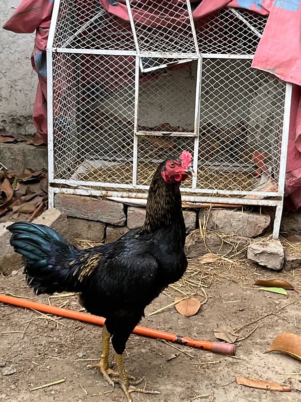 Aseel Murga Male | Urgent Sale | Aseel Reza 1