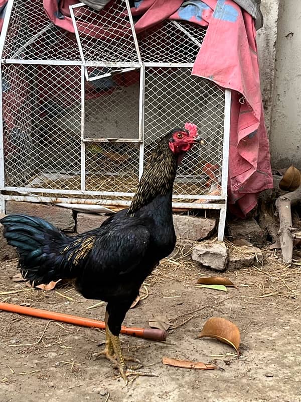 Aseel Murga Male | Urgent Sale | Aseel Reza 4