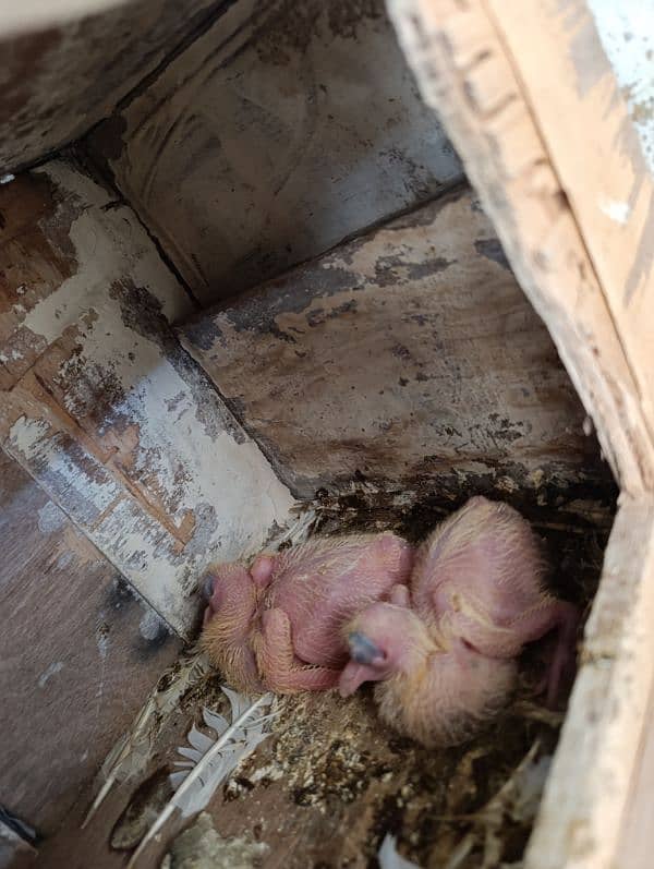 Fantail Pigeon Pair with chicks 0