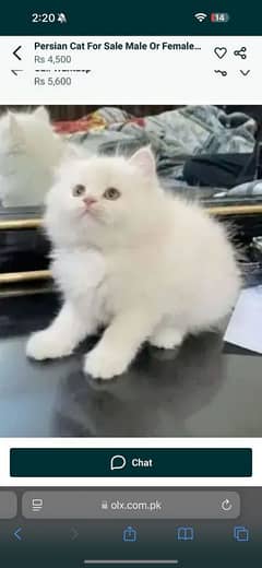 Persian cat for sale male or female my WhatsApp 0330=17=50=780