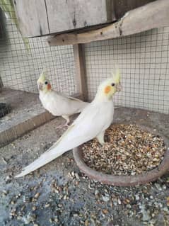 cocktail common white red eyes pair