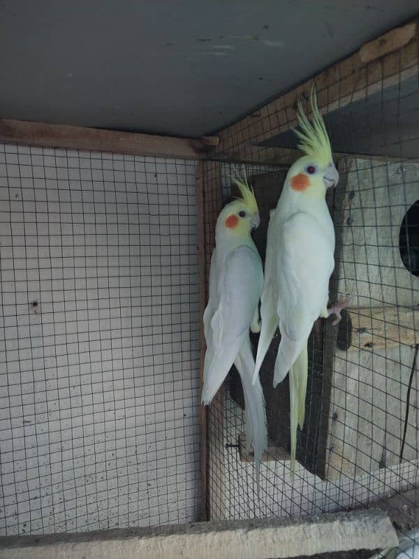 cocktail common white red eyes pair 1