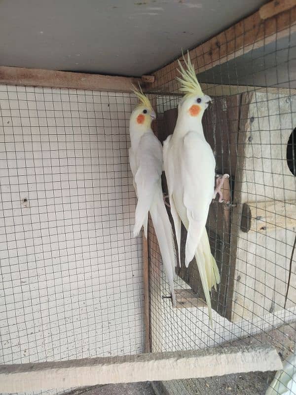 cocktail common white red eyes pair 2